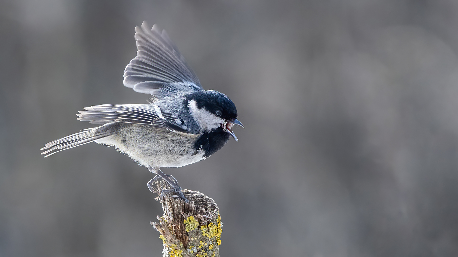Coal Tit